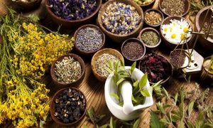 Pengertian-Tanaman-Yang-Berguna-sebagai-Obat